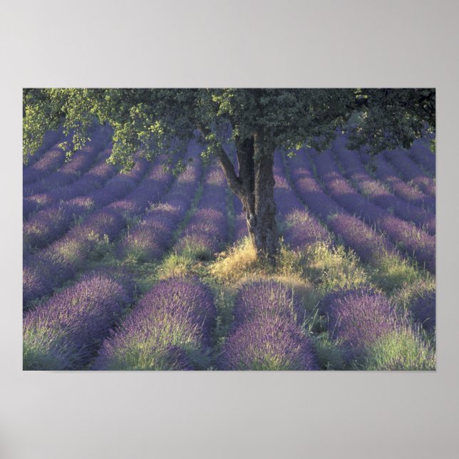 Póster Europa, Francia, Provenza, Sault, Lavender (Frente)