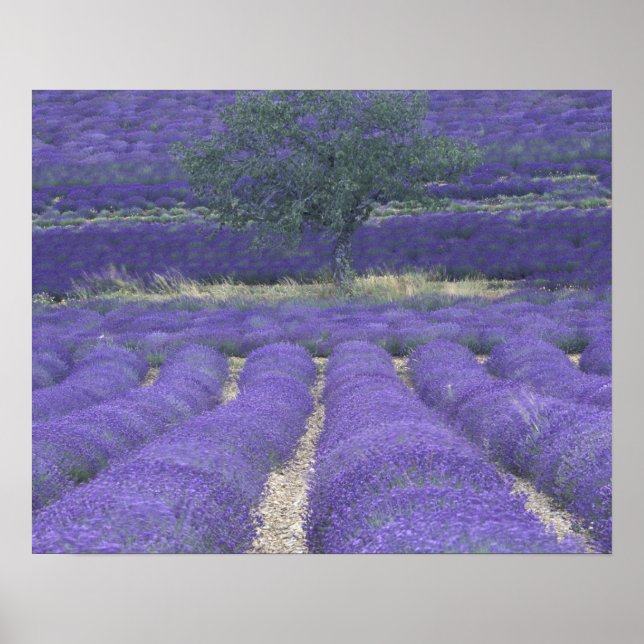 Póster Europa, Francia, Provenza, Sault, Lavender 2 (Frente)