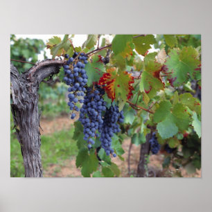 Póster Europa, Francia, Rosellón. Viñedos, con