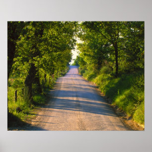 Póster Europa, Italia, Toscana, carretera arbolada