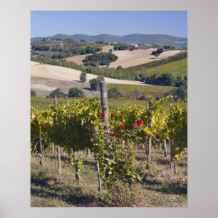 Póster Europa, Italia, Umbría, cerca de Montefalco, Viñed