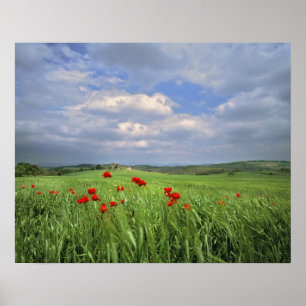 Póster Europa, Toscana, Poggiolo. Espectáculos rojos