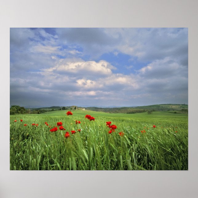 Póster Europa, Toscana, Poggiolo. Espectáculos rojos (Frente)