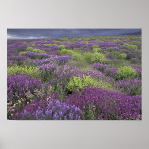 Póster Europa, Turquía, Cappadocia. Paisaje rural 3