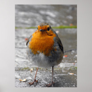 Póster European Robin