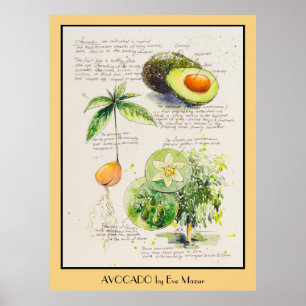 Póster EVE Painted Avocado Botanical illustration Poster
