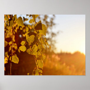 Póster Evening sun in Finland Poster
