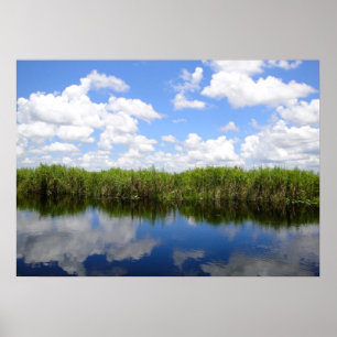 Póster Everglades