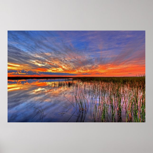 Póster Everglades coloridos, Florida, (Frente)