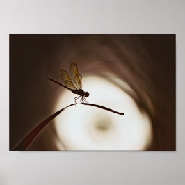 Póster Everglades Dragonfly