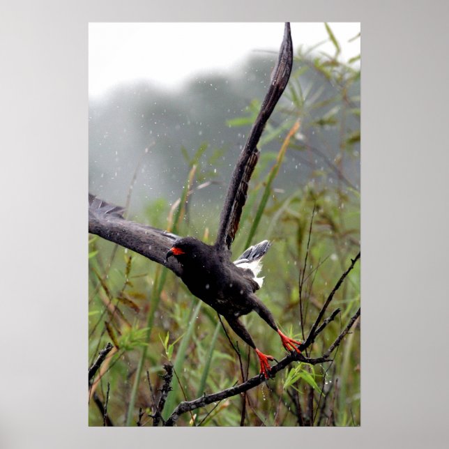 Póster Everglades Snail Kite #1 print (Frente)