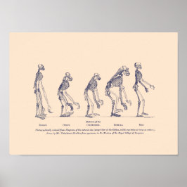 Póster Evidencia del lugar del hombre en la naturaleza