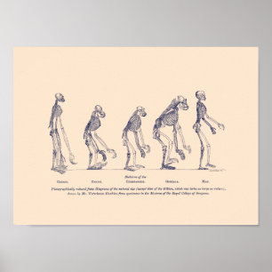 Póster Evidencia del lugar del hombre en la naturaleza