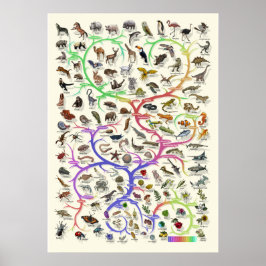 Póster Evolución - Árbol de vida - Poster