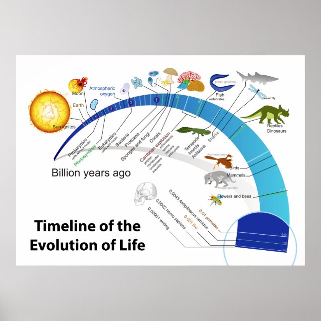 Póster Evolución de la vida en el diagrama de la línea de (Frente)