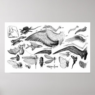 Póster Evolución del vuelo