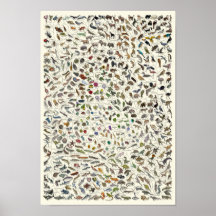 Evolución - Poster del árbol de la vida