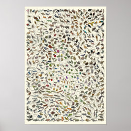 Póster Evolución - Poster del árbol de la vida