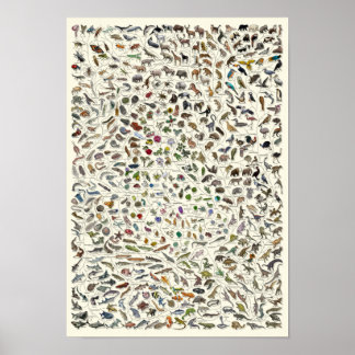 Póster Evolución - Poster del árbol de la vida