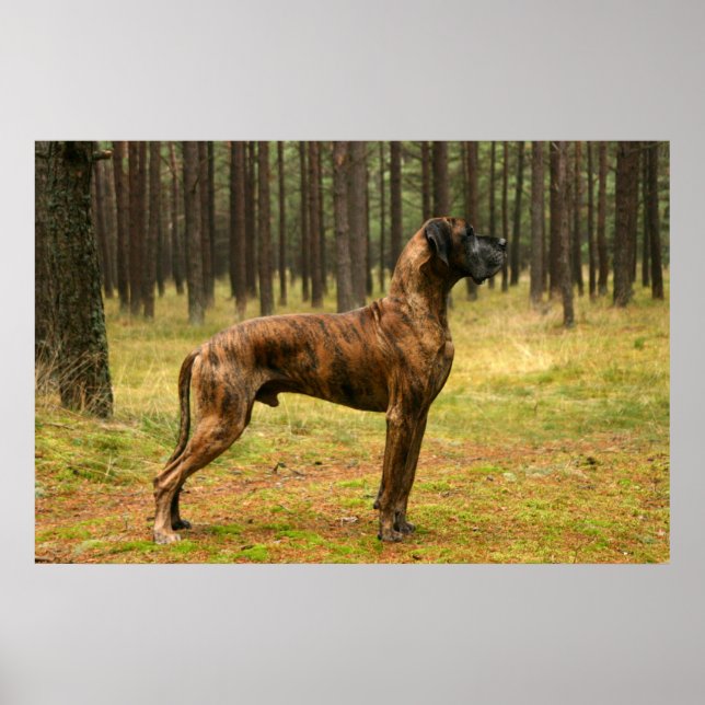 Póster Excelencia (Frente)