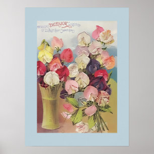 Póster Excelsior vintage Colección de Sweetpeas surtidos