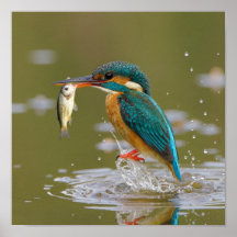 Éxito de Kingfisher - Pájaro con pescado fresco