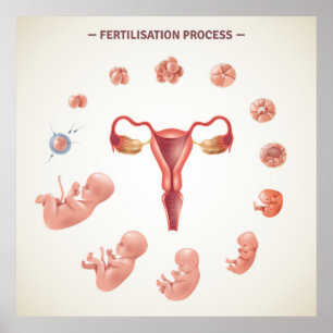Póster Éxito de la fertilización humana
