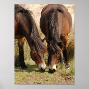 Póster Exmoor Ponies