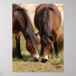 Póster Exmoor Ponies