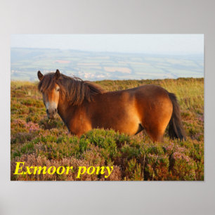 Póster Exmoor pony, horse, Somerset, England