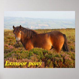 Póster Exmoor pony, horse, Somerset, England