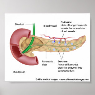 Póster Exocrine and endocrine pancreas, labeled drawing.
