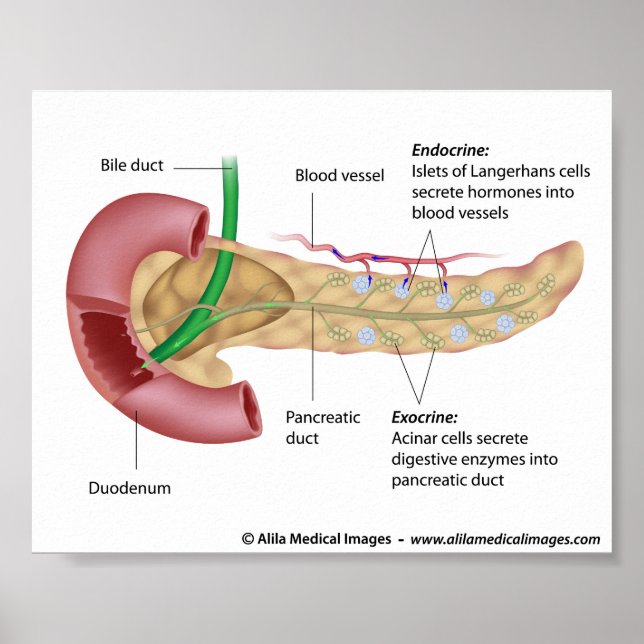 Póster Exocrine and endocrine pancreas, labeled drawing. (Frente)