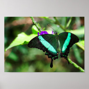 Póster Exotic Emerald Swallowtail
