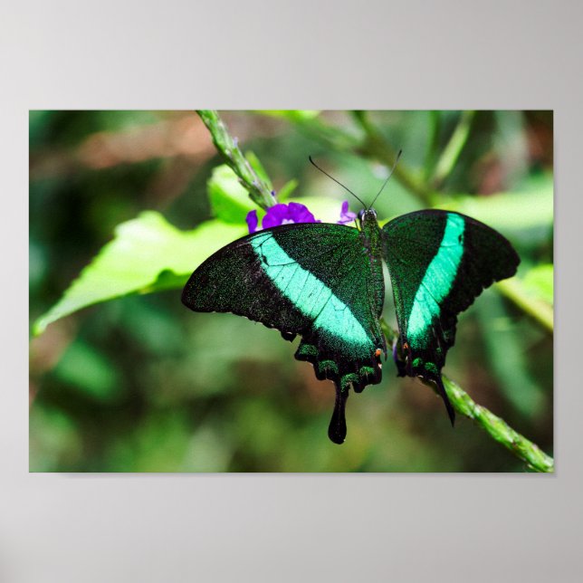 Póster Exotic Emerald Swallowtail (Frente)