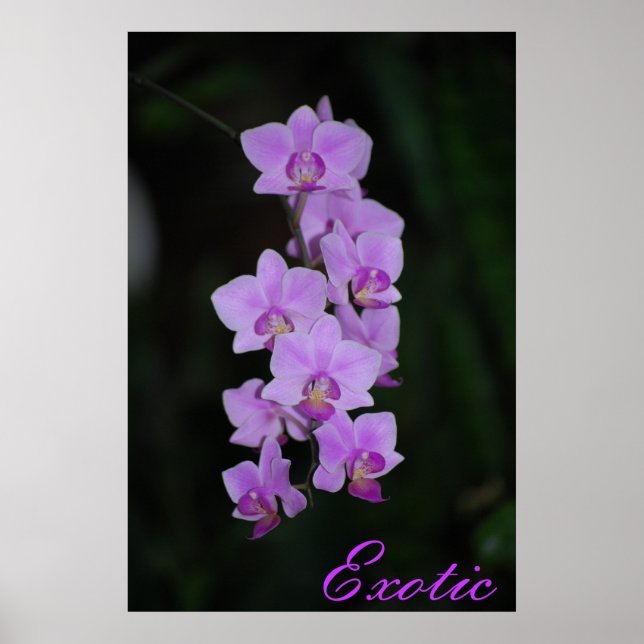 Póster Exótico (Frente)