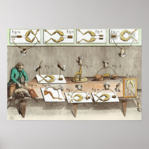 Póster Experimento sobre ranas