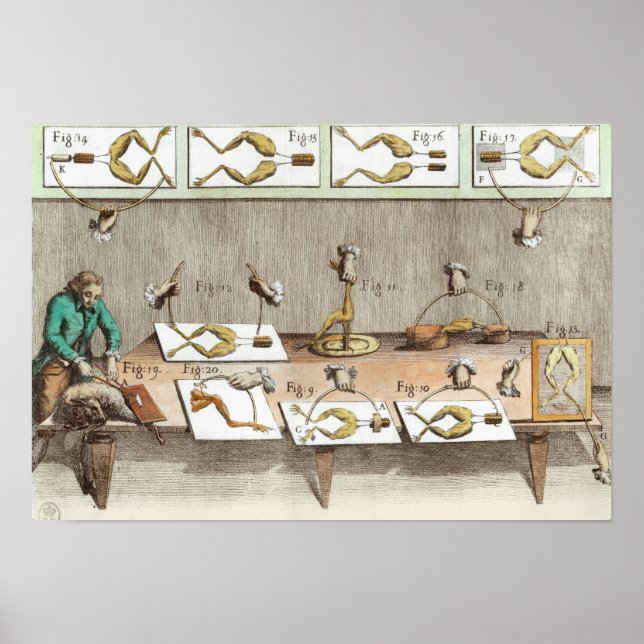 Póster Experimento sobre ranas (Frente)