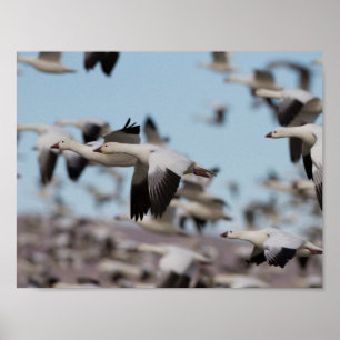 Póster Explosión en los cielos de Socorro