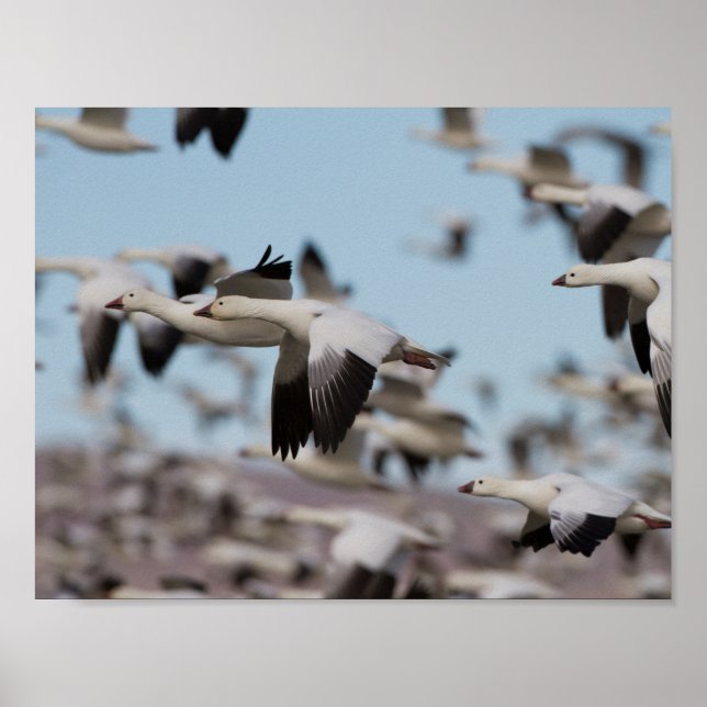 Póster Explosión en los cielos de Socorro (Frente)