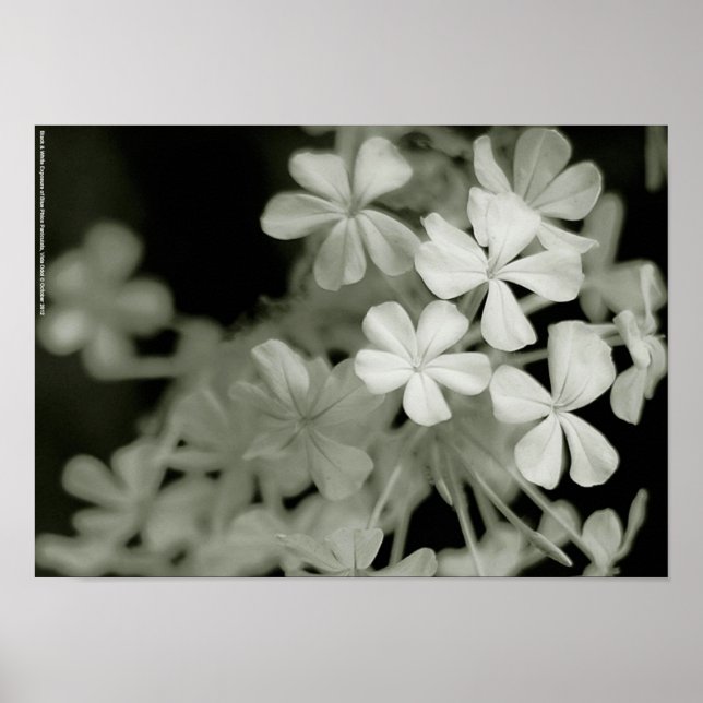 Póster Exposición en blanco y negro de Paniculata azul (Frente)
