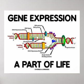 Póster Expresión Genética Parte De La Vida (Replicación D