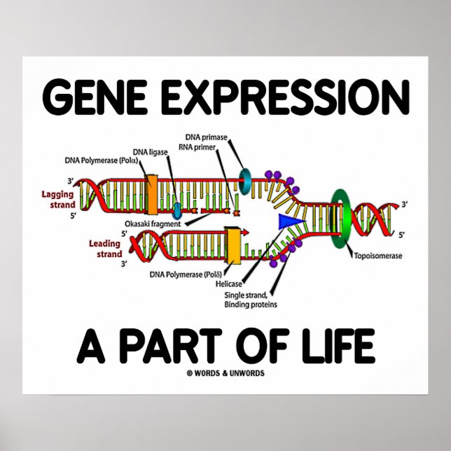 Póster Expresión Genética Parte De La Vida (Replicación D (Frente)