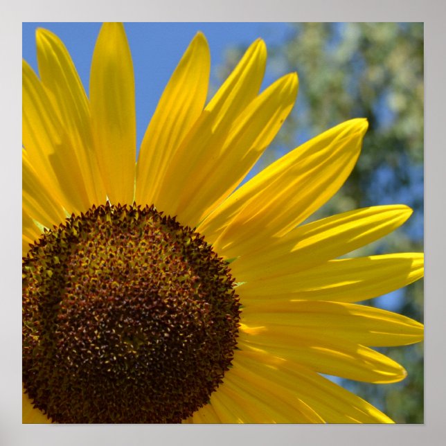 Póster Express Love Sunflower Poster (Frente)