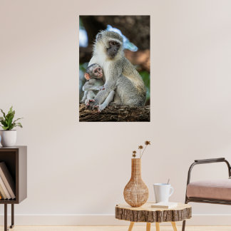 Póster Expressive Vervet Monkey in Africa