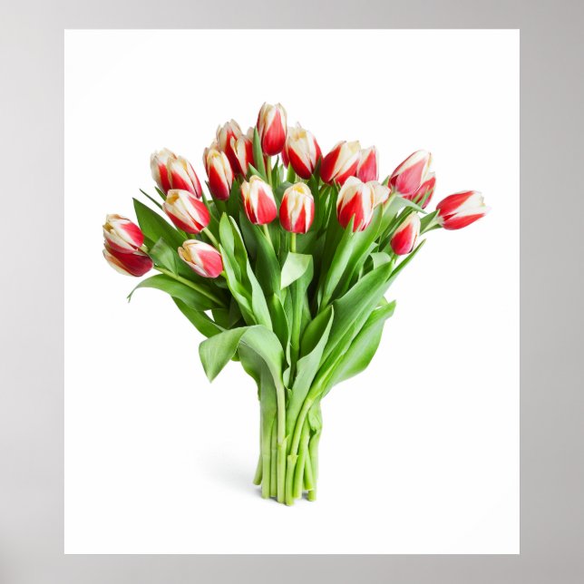 Póster Exquisito Poster de Flores - Tulipanes (Frente)
