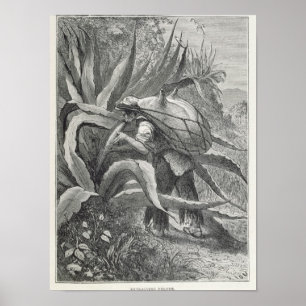 Póster Extracción de Pulque