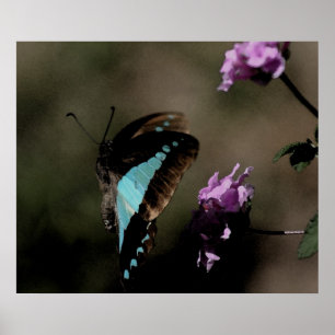 Póster Extracto azul de la mariposa
