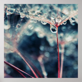 Póster Extracto de macro Dandalion Seeds with Drops