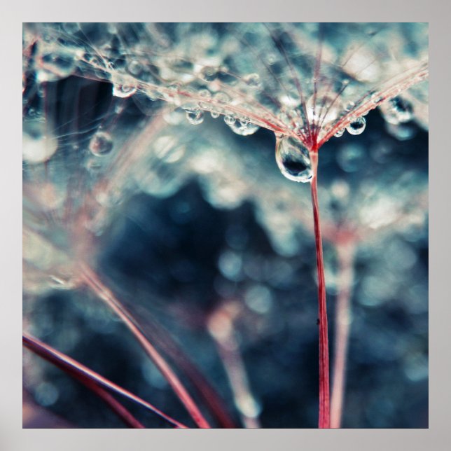 Póster Extracto de macro Dandalion Seeds with Drops (Frente)